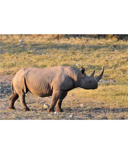WorldTrip Rhino