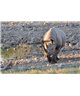 WorldTrip Marche Rhino