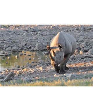 WorldTrip Walking Rhino