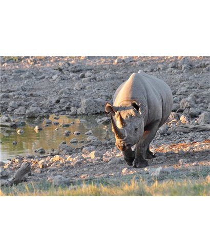 WorldTrip Caminar Rhino