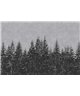 Black Forest 3
