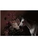 Horses 1