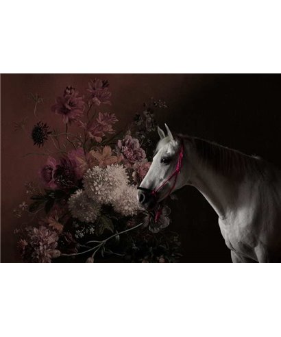 Horses 1