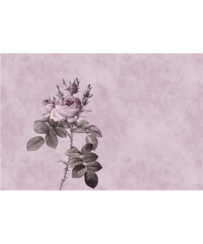 1 Rose