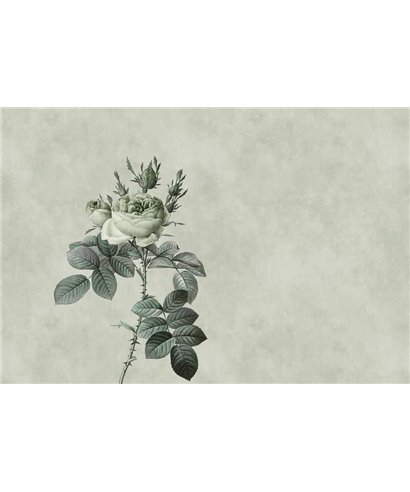 Rosa 2