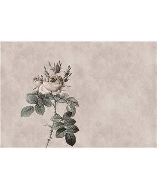 Rose 3
