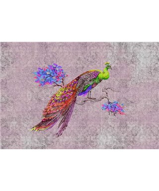 Pavo real 2