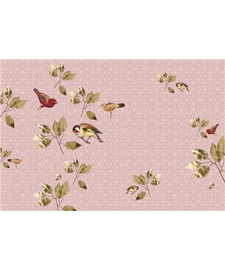 Brillantbirds1