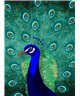 Artist DD120046
