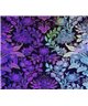 Decogenius Visioniric BAR51071