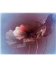 Decogenius Visioniric GRA41081