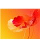 Decogenius Visioniric GRA41111