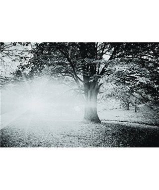 Decogenius Vol.1 SAV11113