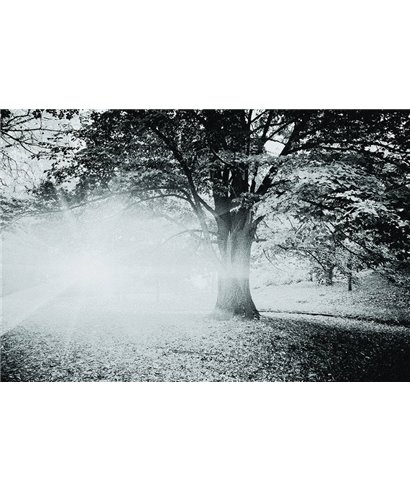 Decogenius Vol.1 SAV11113