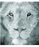 Decogenius Vol.1 SAV11093