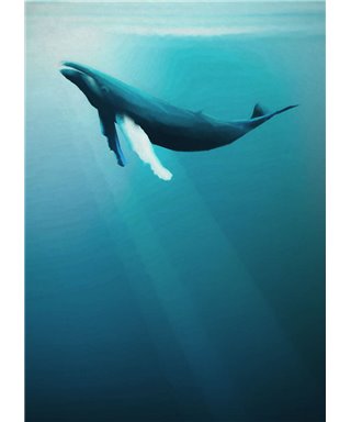 Komar Into Adventure IAX4-0045