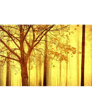 Into The Mood MD253950