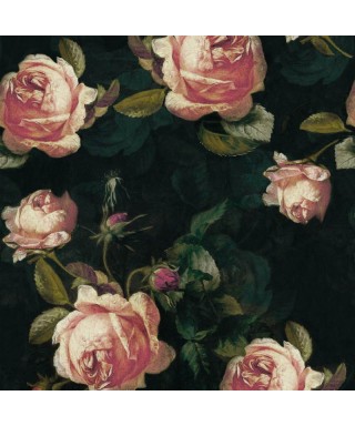 BEAUTY FULL IMAGE ENGLISH ROSES 84929413