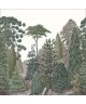 PINEDE 87457206