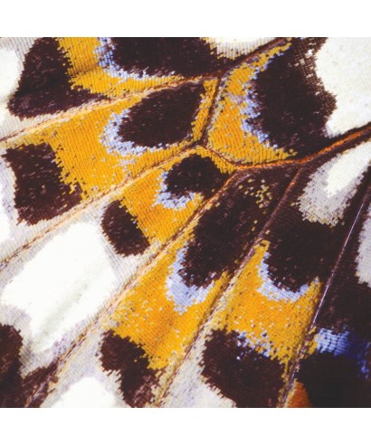 MARIPOSA_S 87313418