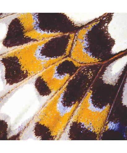 MARIPOSA_M 87323418