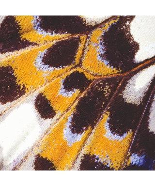 MARIPOSA_L 87333418
