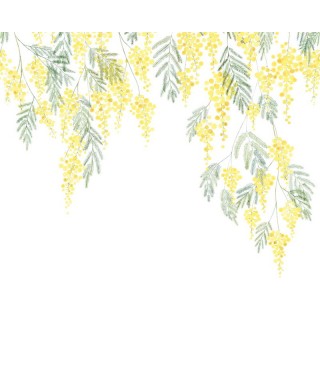 MIMOSA 89172203