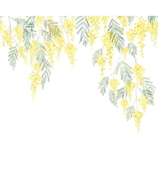 MIMOSA 89172204