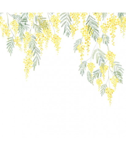 MIMOSA 89172204