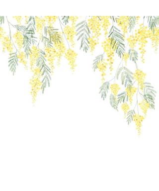 MIMOSA 89172205