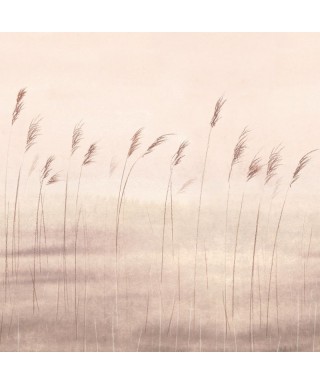 JONC DES DUNES 200081503