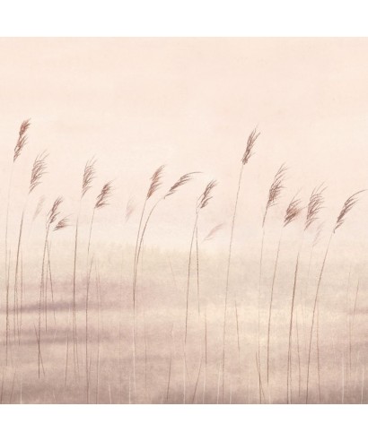 JONC DES DUNES 200081504