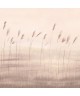 JONC DES DUNES 200081505