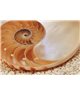 POSTER FOTOMURALE NAUTILUS