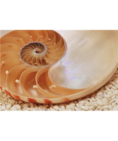 POSTER FOTOMURALE NAUTILUS