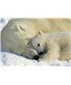 POSTER FOTOMURALE POLAR BEARS