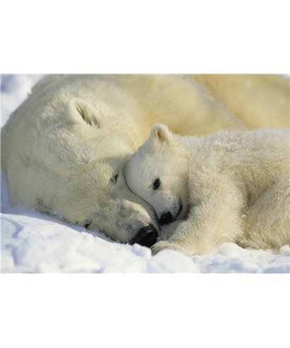 POSTER FOTOMURALE POLAR BEARS