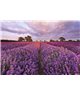 POSTER FOTOMURALE LAVENDEL 