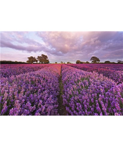 POSTER FOTOMURALE LAVENDEL 