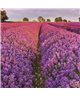 POSTER FOTOMURALE LAVENDEL 