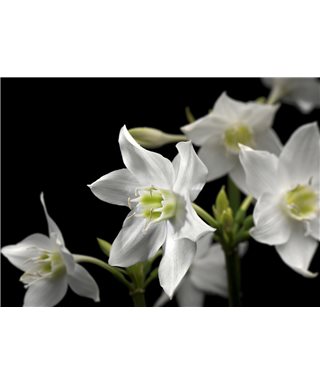 POSTER FOTOMURALE MADONNA