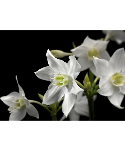 POSTER FOTOMURALE MADONNA