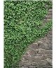 POSTER FOTOMURALE IVY 
