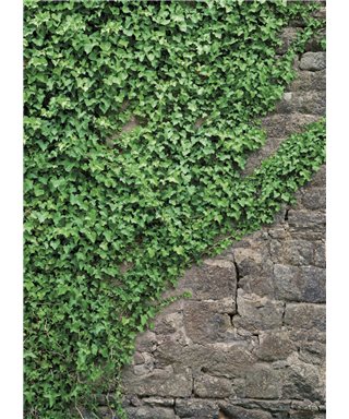 POSTER FOTOMURALE IVY 