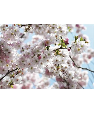 POSTER FOTOMURALE SPRING