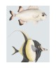 STAN ET LEON LES POISSONS 201686204