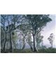 POSTER FOTOMURALE FANTASY FOREST
