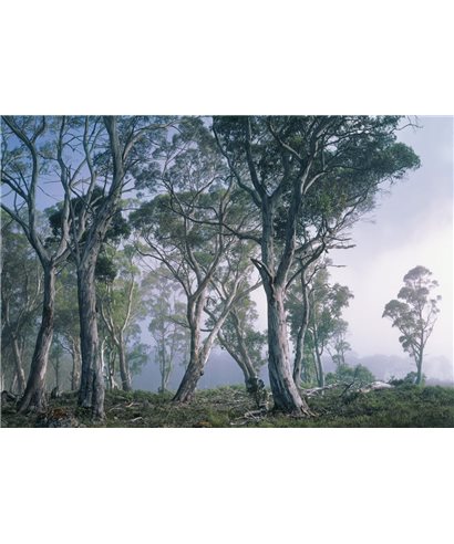 POSTER FOTOMURALE FANTASY FOREST