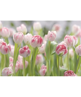 PHOTOMURAL SECRET GARDEN