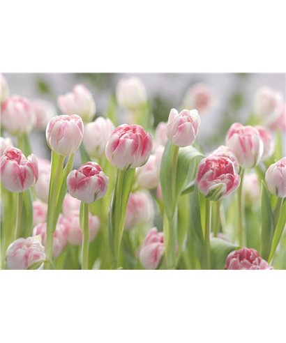 PHOTO MURALE SECRET GARDEN